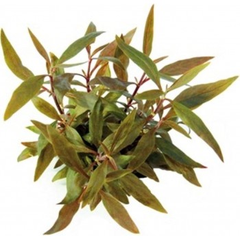 Alternanthera reinecii 'mini' dans JAR - Aquaflora