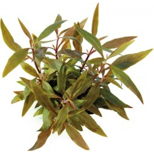 Alternanthera reinecii 'mini' dans JAR - Aquaflora