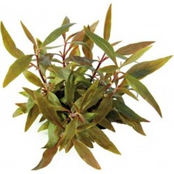 ALTERNANTHERA REINECKII 'MINI' in jar - Aquaflora