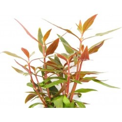 ALTERNANTHERA REINECKII 'MINI' in jar - Aquaflora