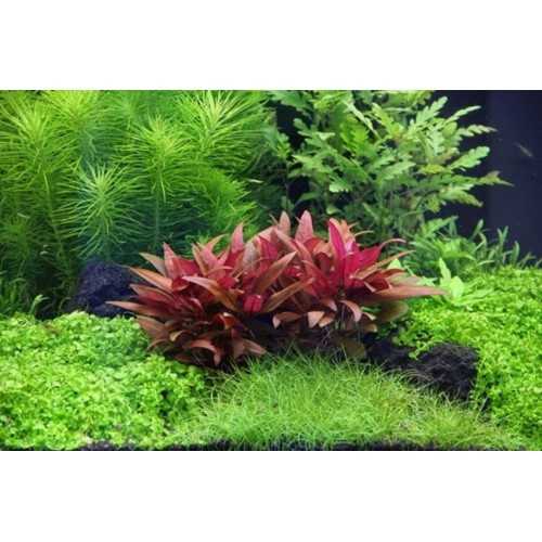 ALTERNANTHERA REINECKII 'MINI' in jar - Aquaflora