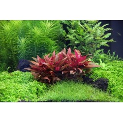 ALTERNANTHERA REINECKII 'MINI' in jar - Aquaflora