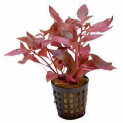 Alternanthera reineckii 'Pink' in pot - Aquaflora