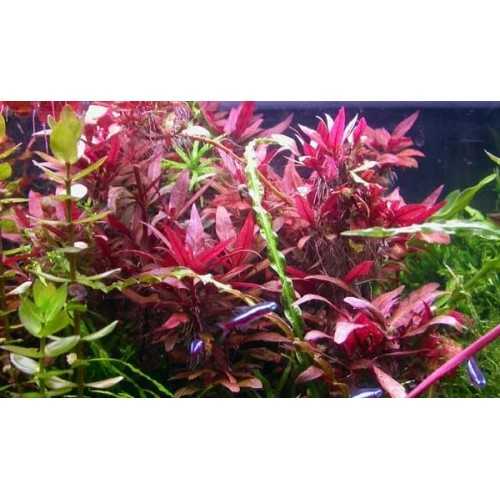 Alternanthera Reineckii 'Pink' in jar - Aquaflora