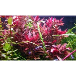 Alternanthera Reineckii 'Pink' in jar - Aquaflora