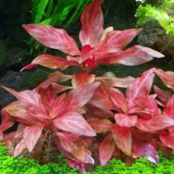 Alternanthera reinecii 'rosanervig' dans le pot - Aquaflora