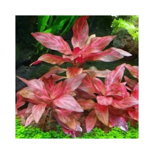 Alternanthera reineckii 'Rosanervig' in vasetto - Aquaflora