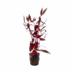 Alternanthera SessiLis in jar - Aquaflora