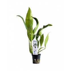 Anubias afzelii in vasetto - Aquaflora