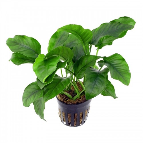 Anubias barteri var. barteri in vasetto - Aquaflora