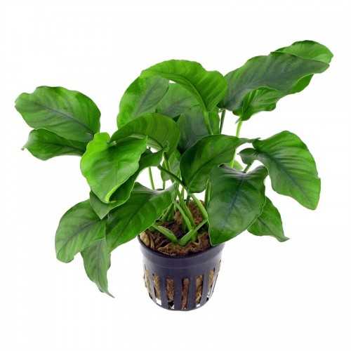 Anubias Barters Var. Barters in Jar - Aquaflora
