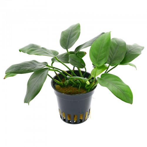 Anubias barteri var. nana 'Bolang' in vasetto -...