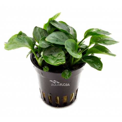 Anubias Barters Var. NANA 'Coin' in jar -...