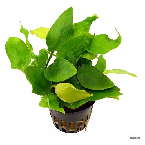 Anubias barteri var. nana 'Golden' in vasetto - Aquaflora