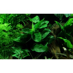 Anubias barteri var. nana 'Mini' in vasetto - Aquaflora