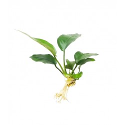 Anubias Bétones var. Nana 'Mini' dans Jar - Aquaflora