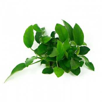 Anubias Barters Var. NANA 'MINI MINI' in jar - Aquaflora 2