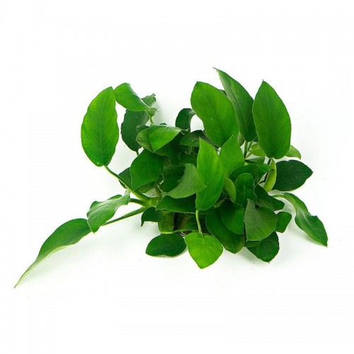 Anubias barteri var. nana 'Mini Mini' in...