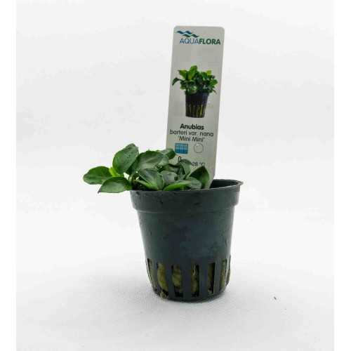 Anubias Barters Var. NANA 'MINI MINI' in jar -...