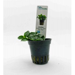 Anubias Barters Var. NANA 'MINI MINI' in jar - Aquaflora