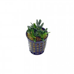 Anubias Barters Var. NANA 'PANGOLINO' IN JASET - Aquaflora