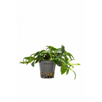 Anubias Bétones var. Nana 'Paxing' à Jaset - Aquaflora
