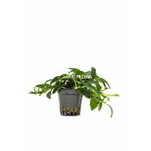 Anubias Barters Var. NANA 'PAXING' IN JASET -...