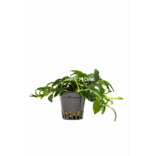 Anubias Bétones var. Nana 'Paxing' à Jaset -...