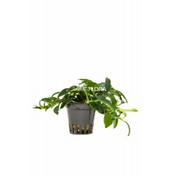 Anubias Bétones var. Nana 'Paxing' à Jaset - Aquaflora
