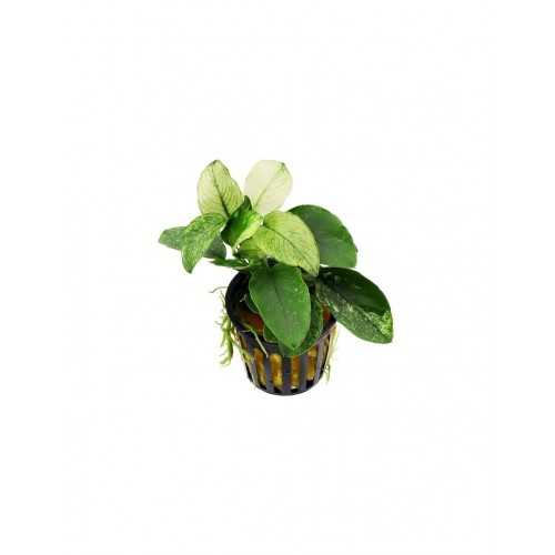 Anubias Barters Var. NANA 'Pinto' in jar -...