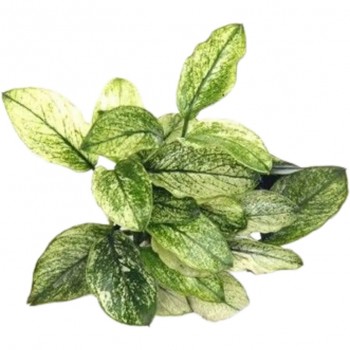 Anubias Bétones var. Nana 'Pinto' dans Jar - Aquaflora