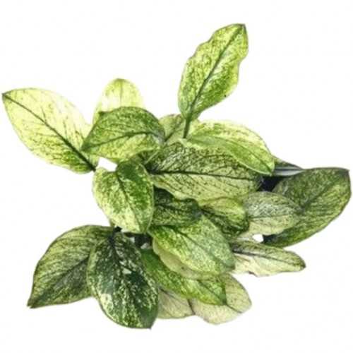 Anubias Barters Var. NANA 'Pinto' in jar -...