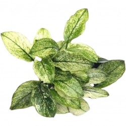 Anubias barteri var. nana 'Pinto' in jar - Aquaflora