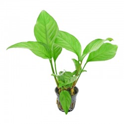 Anubias Heterophylla in jar - Aquaflora