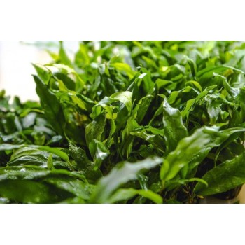 Anubias minima in vasetto - Aquaflora 2