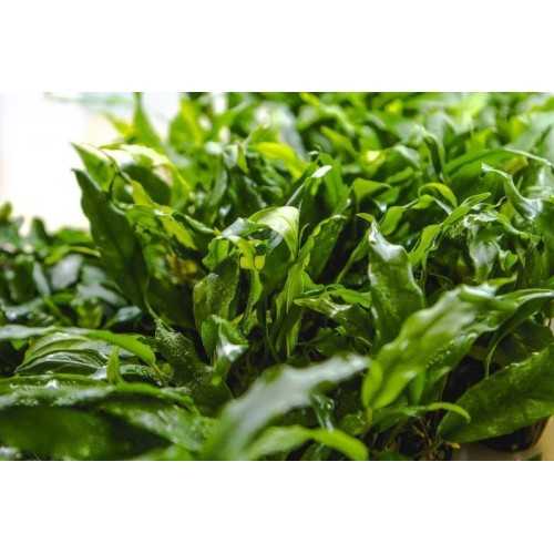 Anubias Minimum in jar - Aquaflora