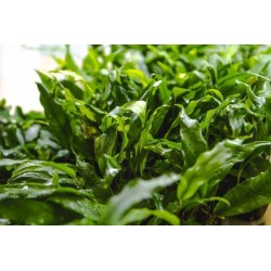 Anubias Minimum à Jar - Aquaflora