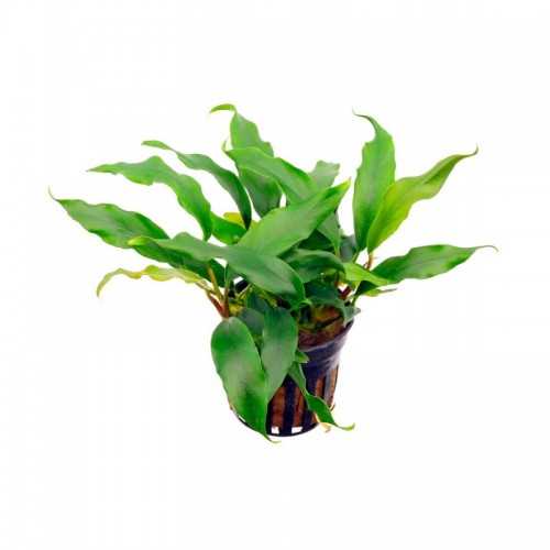 Anubias Minimum in jar - Aquaflora