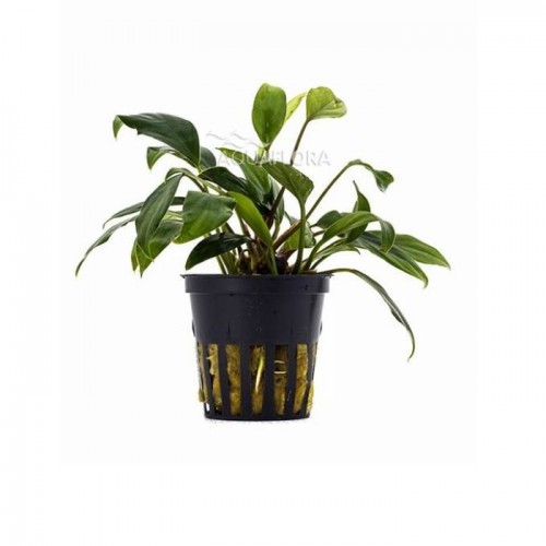 Anubias Sagittae dans le pot - Aquaflora