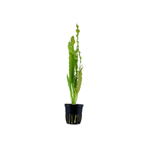 APONOGETON CRISPUS DANS JAR - Aquaflora
