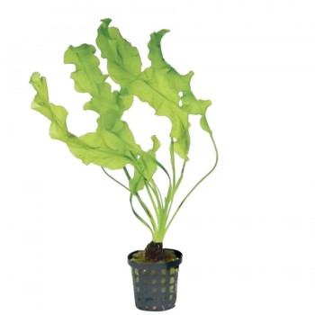 APONOGETON ULVACAISE DANS JAR - Aquaflora