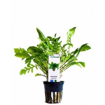 Aquatica Armoracity dans Jar - Aquaflora