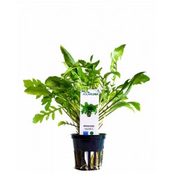 Armoracia aquatica in vasetto - Aquaflora