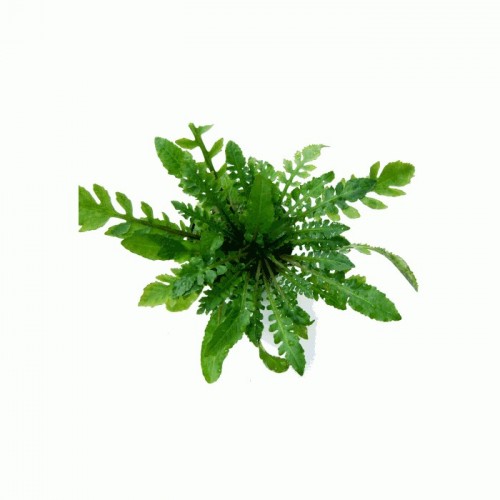 Armoracia aquatica in vasetto - Aquaflora