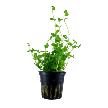 Bacopa Australis dans Jar - Tropica