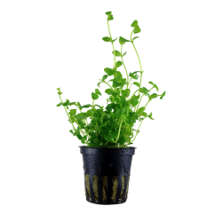Bacopa australis in pot - Tropica