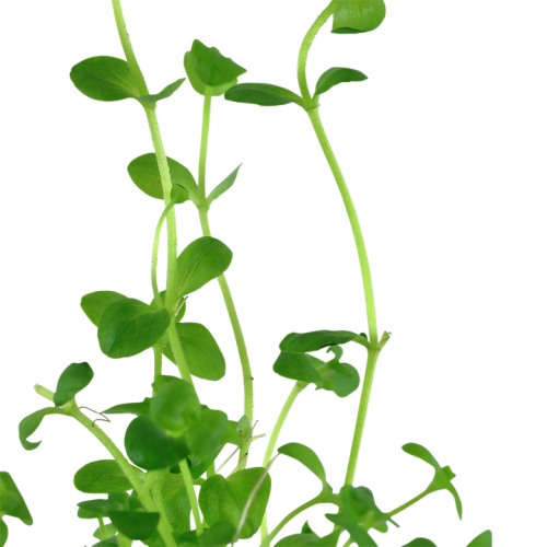 Bacopa Australis in jar - Tropica