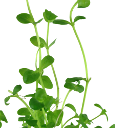 Bacopa Australis in jar - Tropica