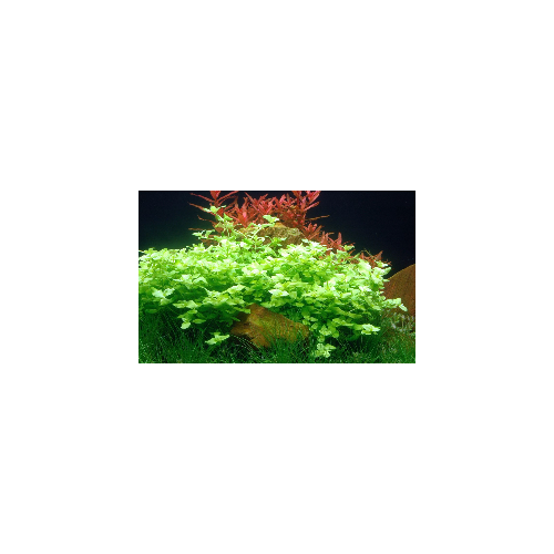 Bacopa australis in vasetto - Tropica