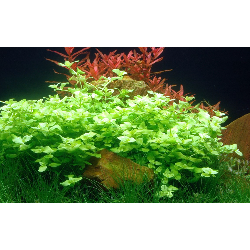 Bacopa australis in pot - Tropica